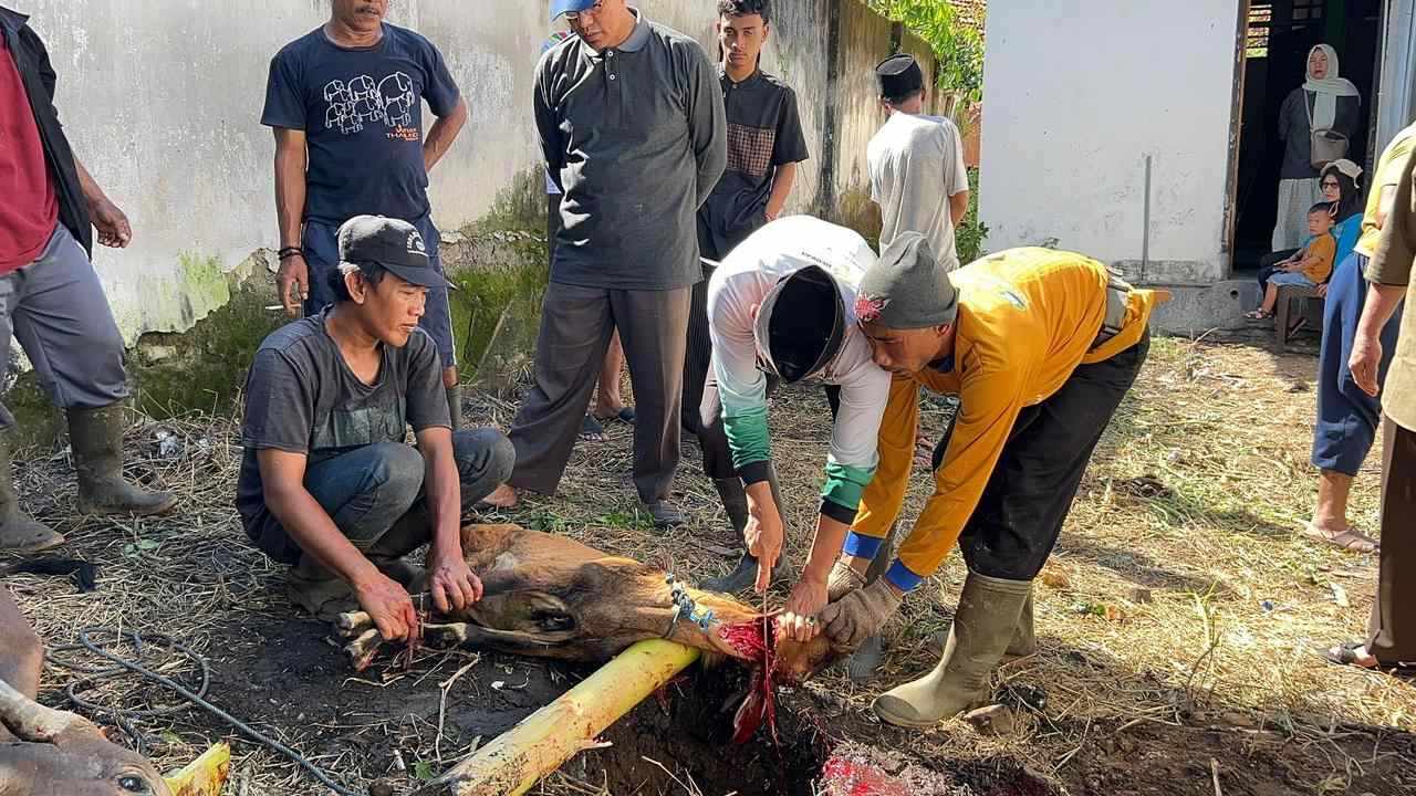 BAZNAS Sumbawa Laksanakan Penyembelihan Hewan Qurban dengan Khidmat dan Penuh Kebersamaan